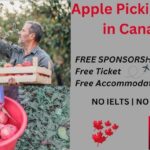 Apple Picking Jobs in Canada 2025