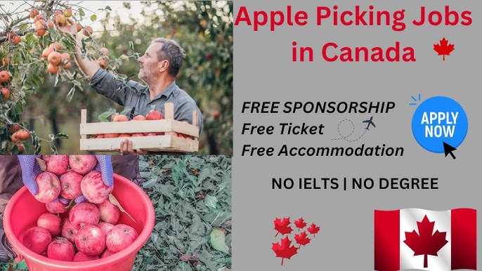 Apple Picking Jobs in Canada 2025
